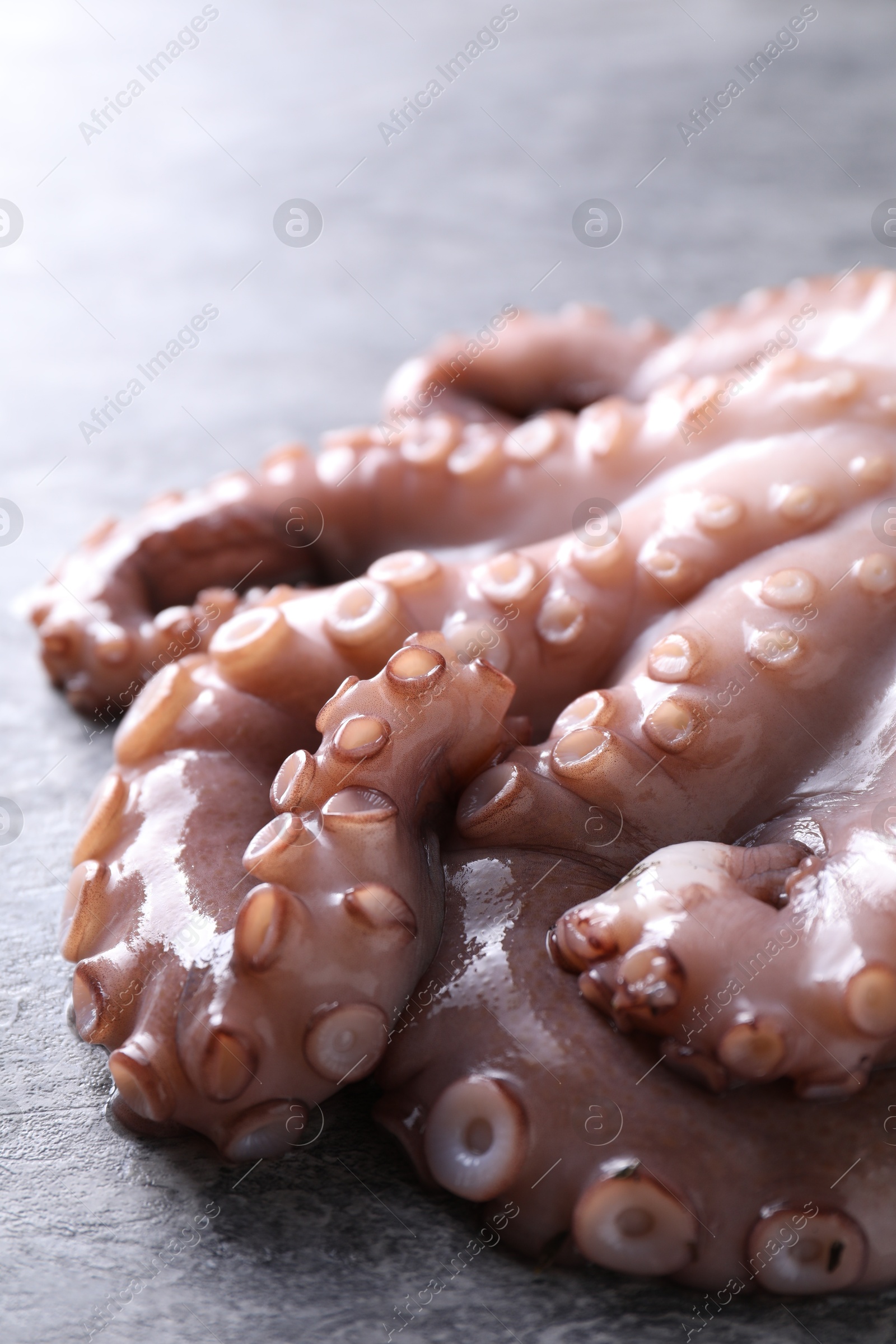 Photo of Fresh raw octopus on grey table, closeup