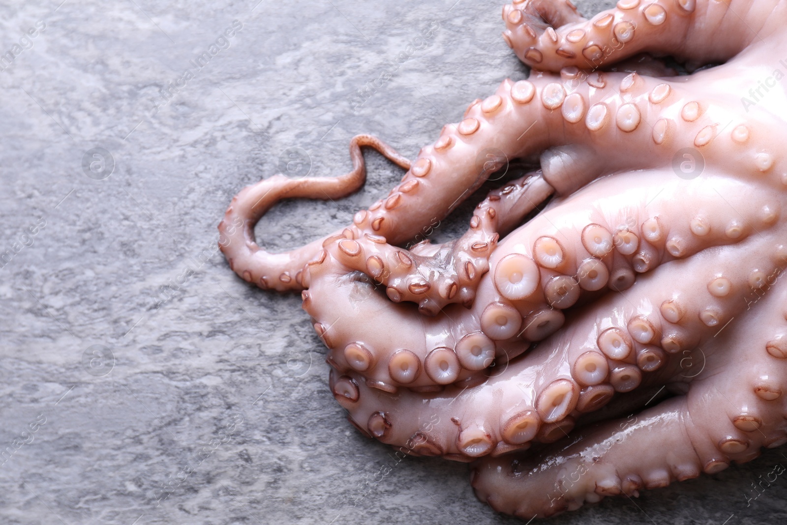 Photo of Fresh raw octopus on grey table, top view. Space for text