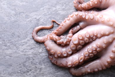 Fresh raw octopus on grey table, top view. Space for text