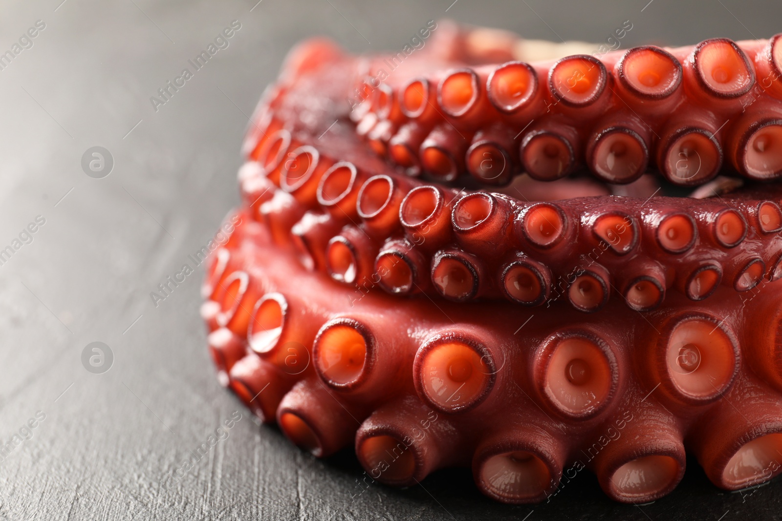 Photo of Fresh raw octopus on grey table, closeup