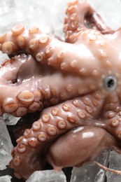 Photo of Whole fresh raw octopus on ice, closeup