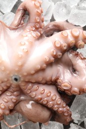 Whole fresh raw octopus on ice, closeup