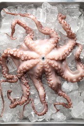 Photo of Whole fresh raw octopus and ice cubes in container, top view