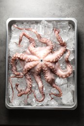 Photo of Whole fresh raw octopus and ice cubes in container on grey table, top view