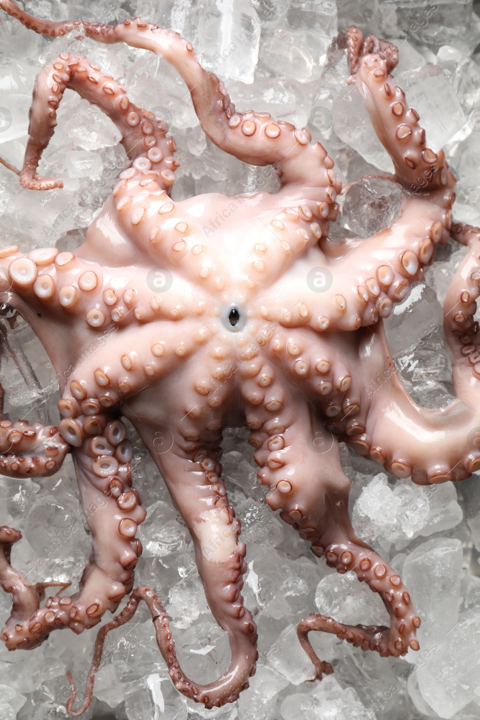 Photo of Whole fresh raw octopus on ice, top view