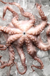 Whole fresh raw octopus on ice, top view