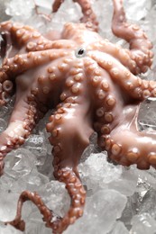 Photo of Whole fresh raw octopus on ice, closeup