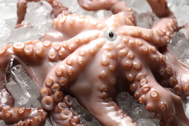 Photo of Whole fresh raw octopus on ice, closeup