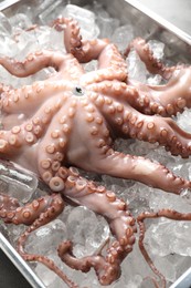 Whole fresh raw octopus and ice cubes in container on table, closeup