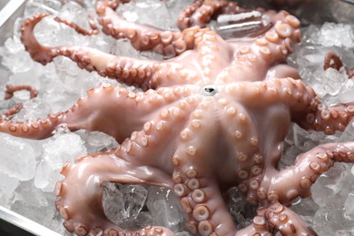 Photo of Whole fresh raw octopus on ice, closeup