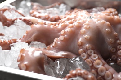 Photo of Whole fresh raw octopus on ice, closeup