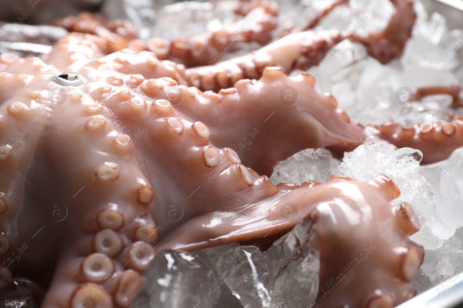 Photo of Whole fresh raw octopus on ice, closeup