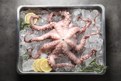 Fresh raw octopus, lemon, rosemary and ice cubes in container on grey table, top view