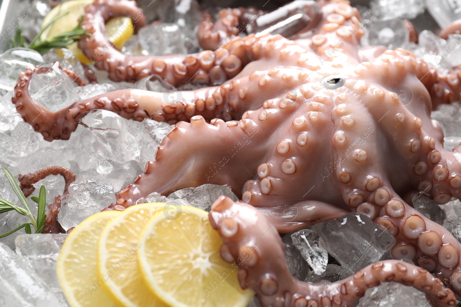 Photo of Fresh raw octopus, lemon and rosemary on ice, closeup