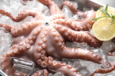 Photo of Fresh raw octopus, lemon, rosemary and ice cubes in container, closeup