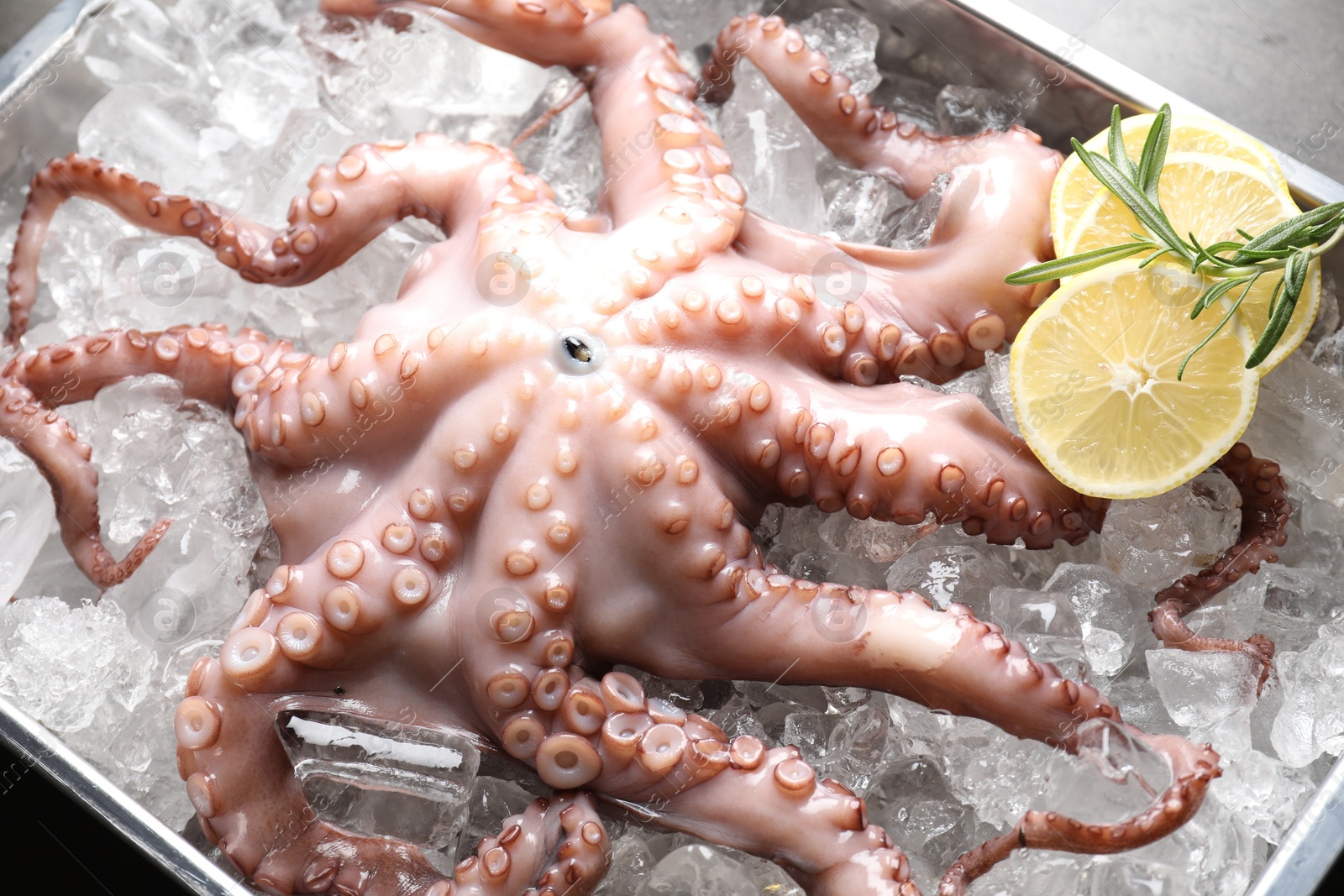 Photo of Fresh raw octopus, lemon, rosemary and ice cubes in container on table, closeup