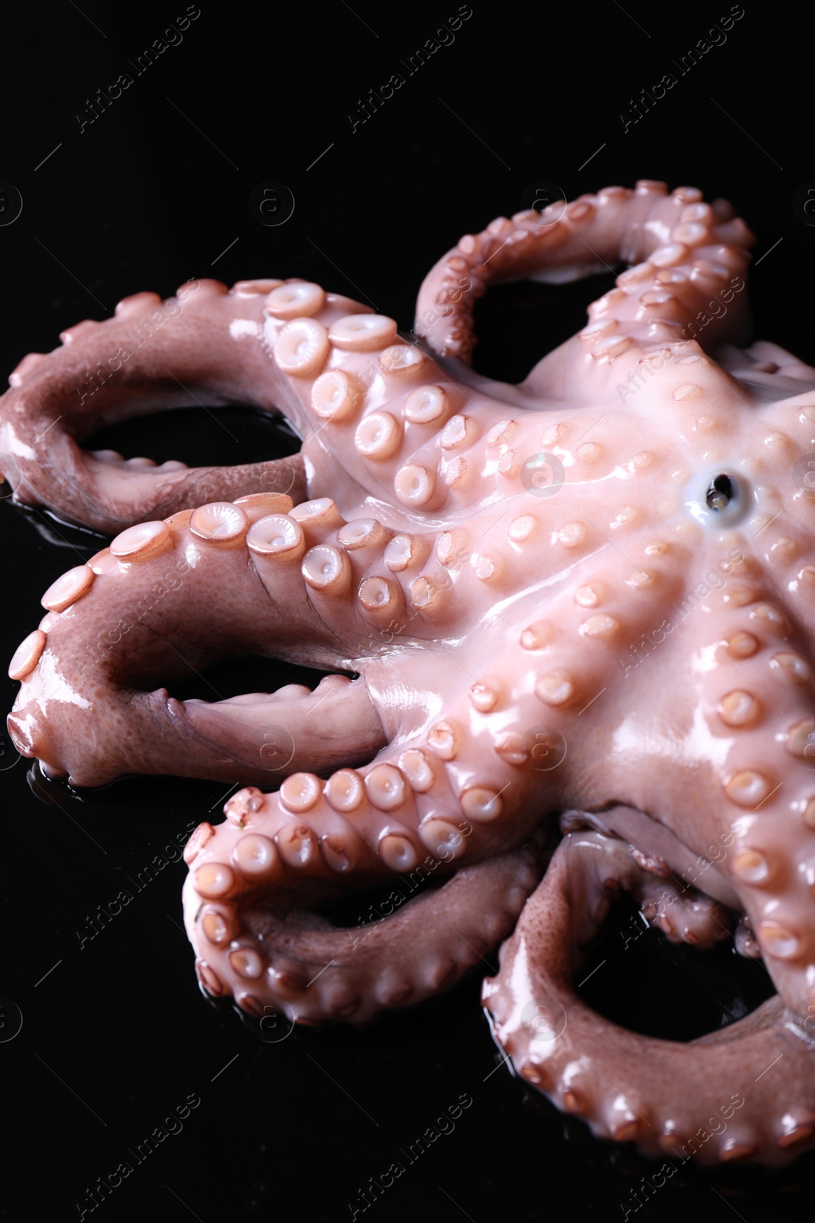 Photo of One fresh raw octopus on black background, closeup