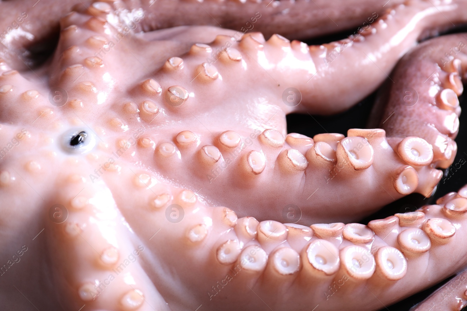 Photo of One fresh raw octopus on table, closeup