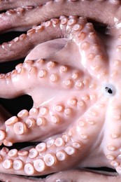 Photo of One fresh raw octopus on table, closeup