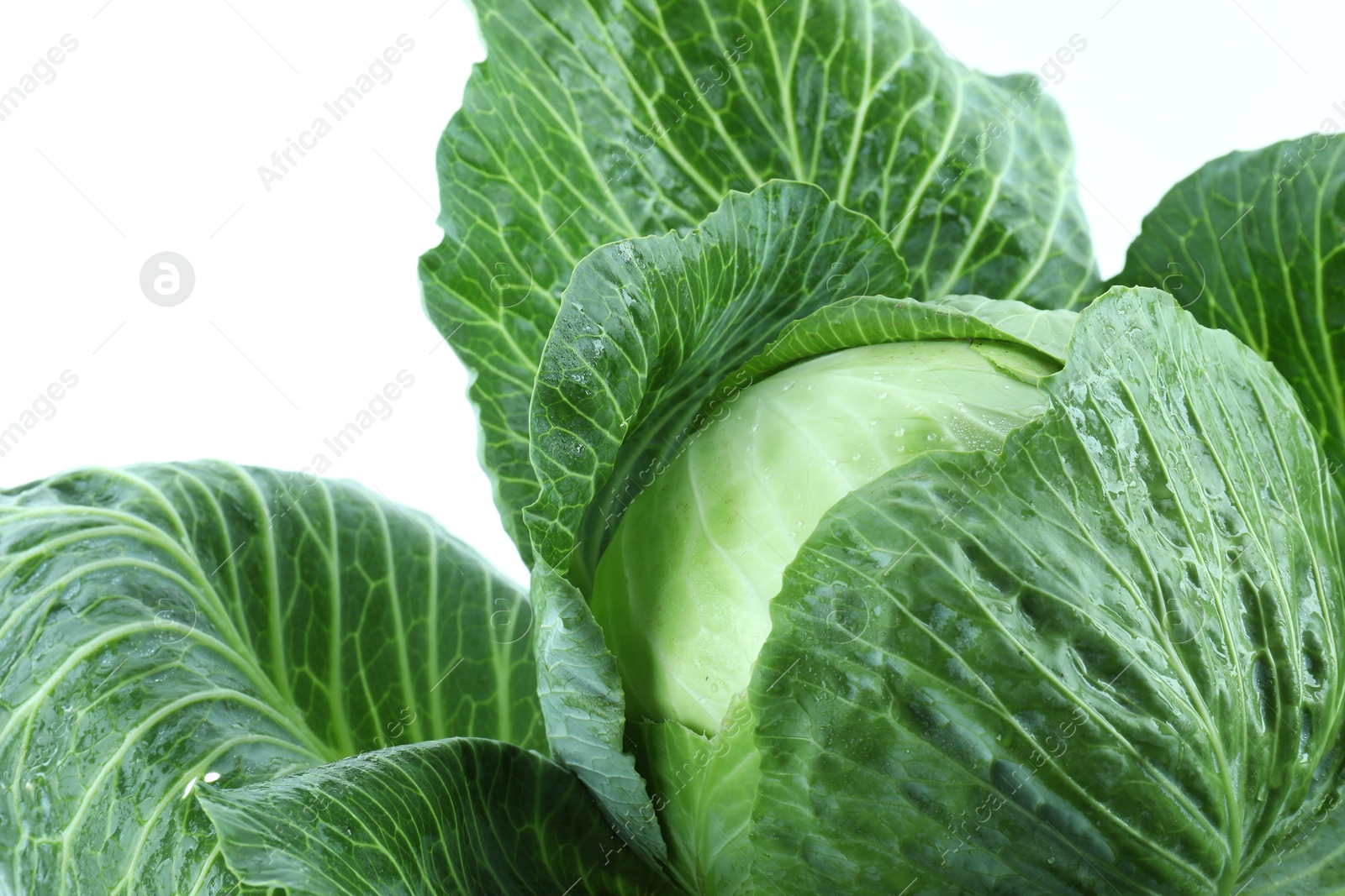 Photo of Whole ripe head of cabbage isolated on white