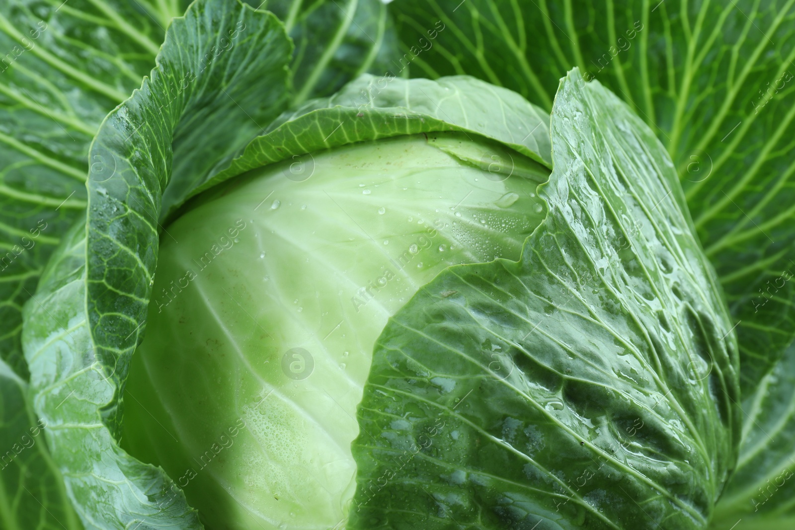 Photo of Whole ripe head of cabbage as background, closeup