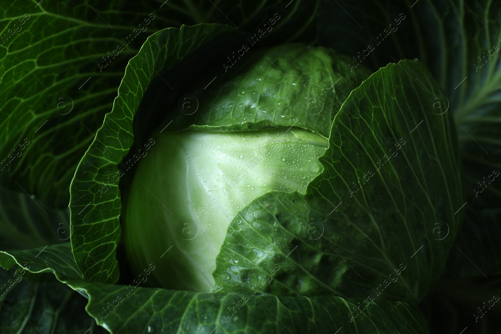 Photo of Whole ripe head of cabbage as background, closeup