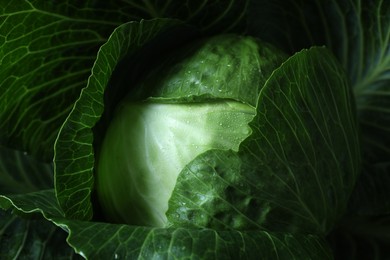 Photo of Whole ripe head of cabbage as background, closeup