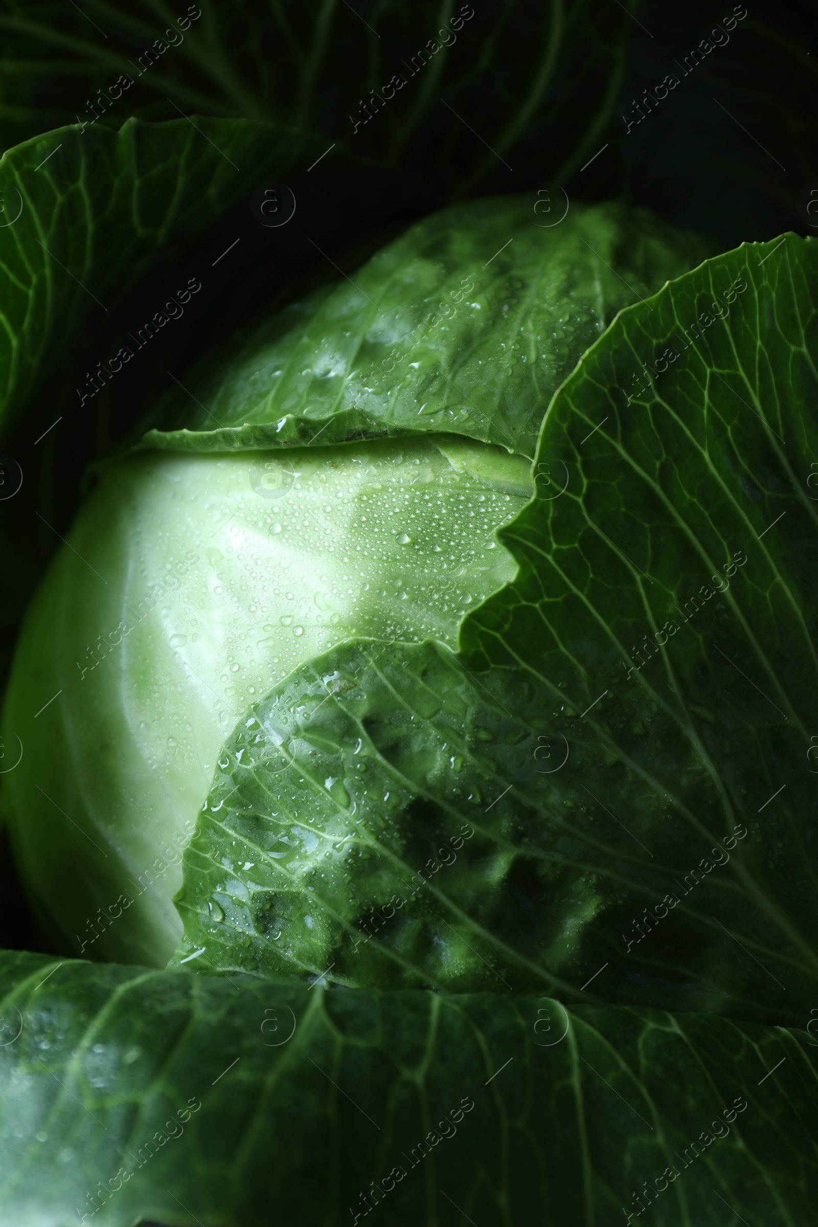 Photo of Whole ripe head of cabbage as background, closeup