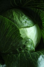 Photo of Whole ripe head of cabbage as background, closeup