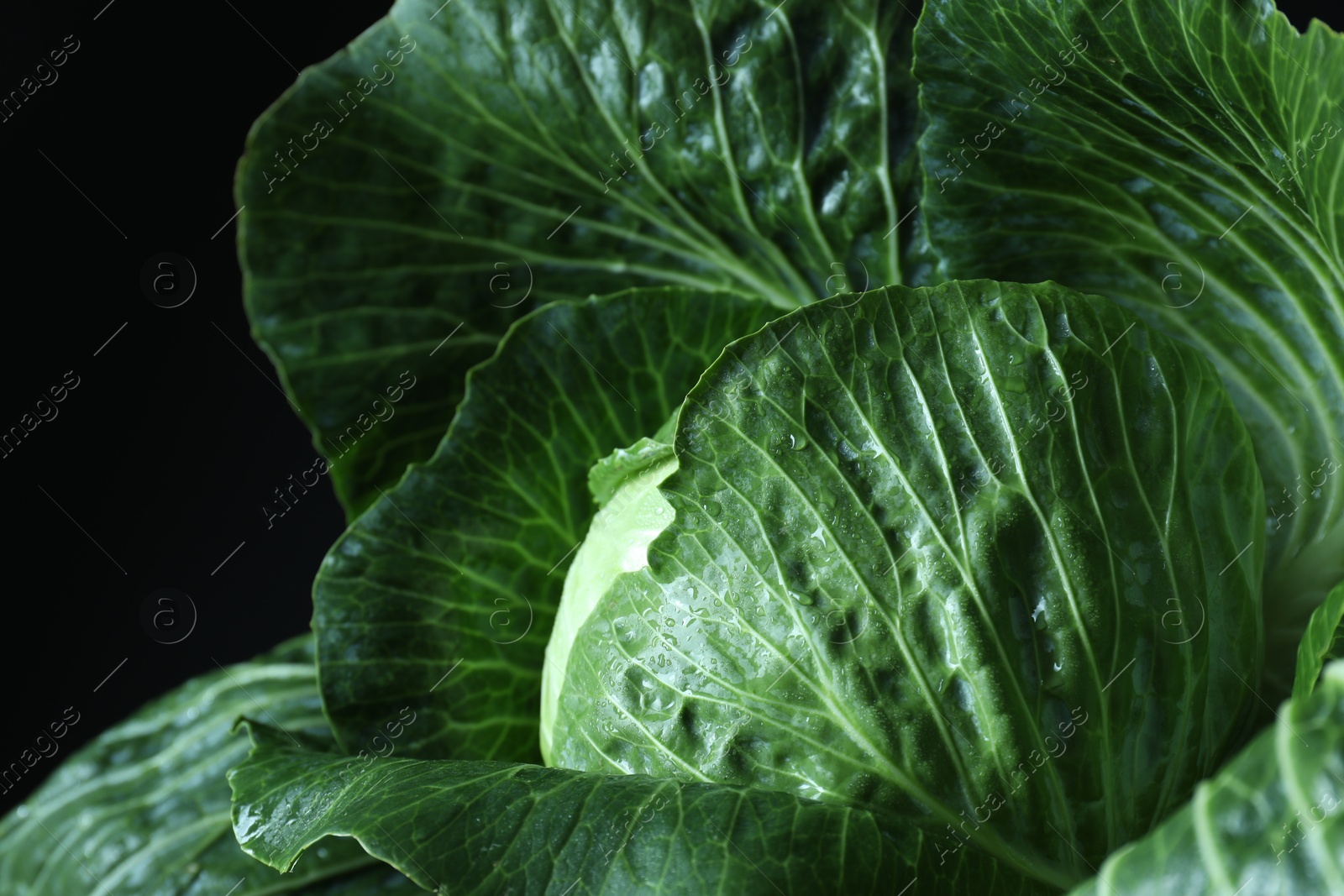 Photo of Whole ripe head of cabbage on dark background, closeup