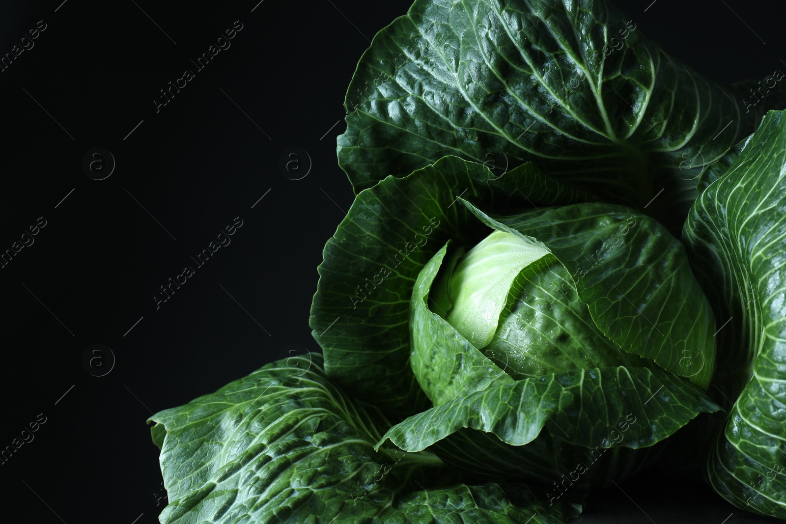 Photo of Whole ripe head of cabbage on dark background, closeup