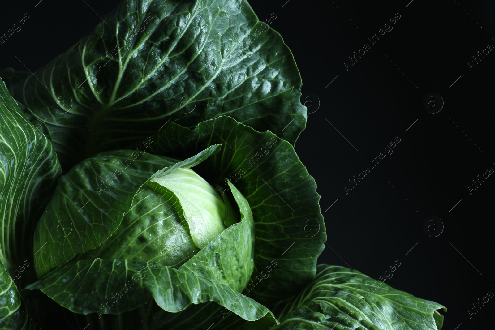 Photo of Whole ripe head of cabbage on dark background, closeup