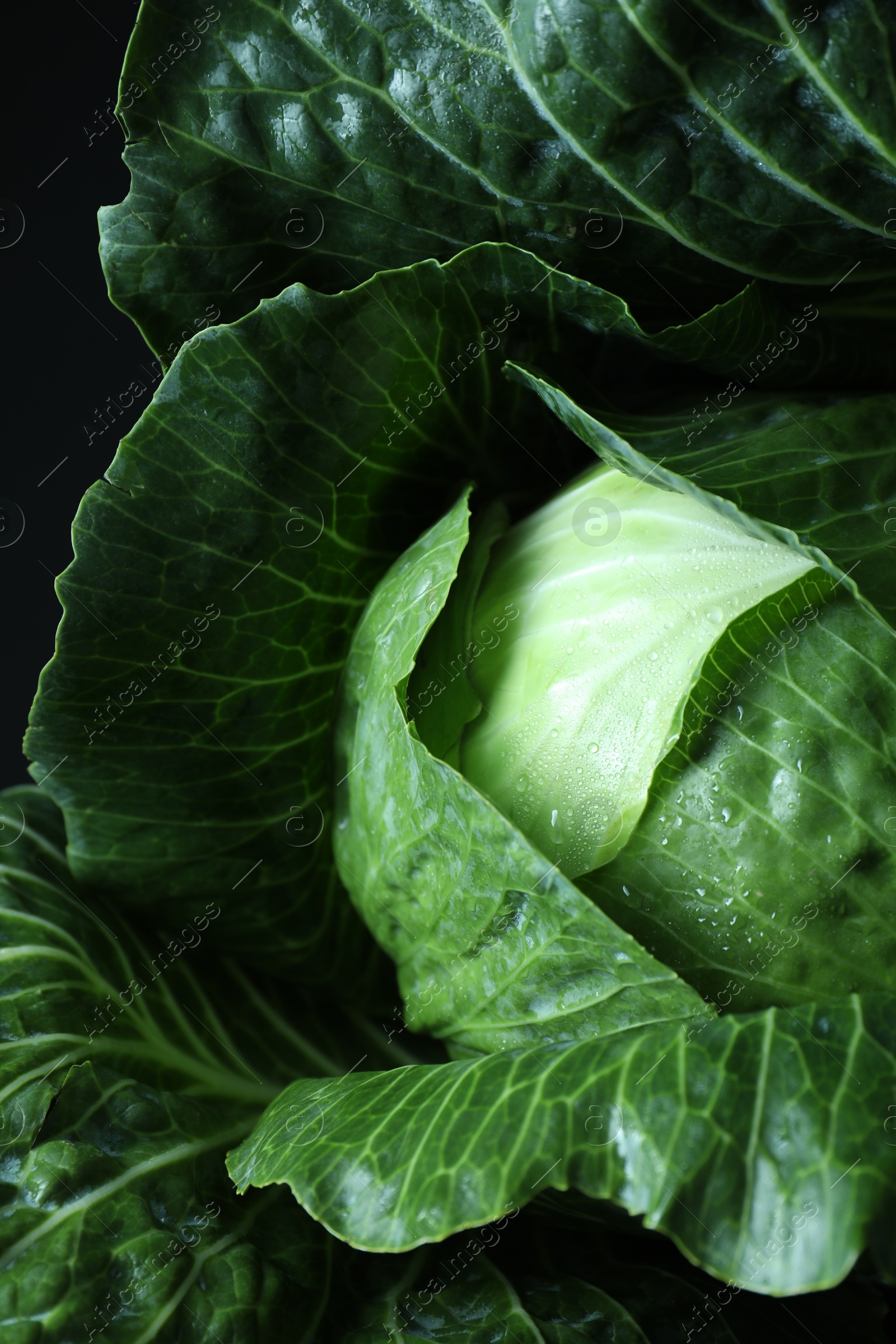 Photo of Whole ripe head of cabbage on dark background, closeup