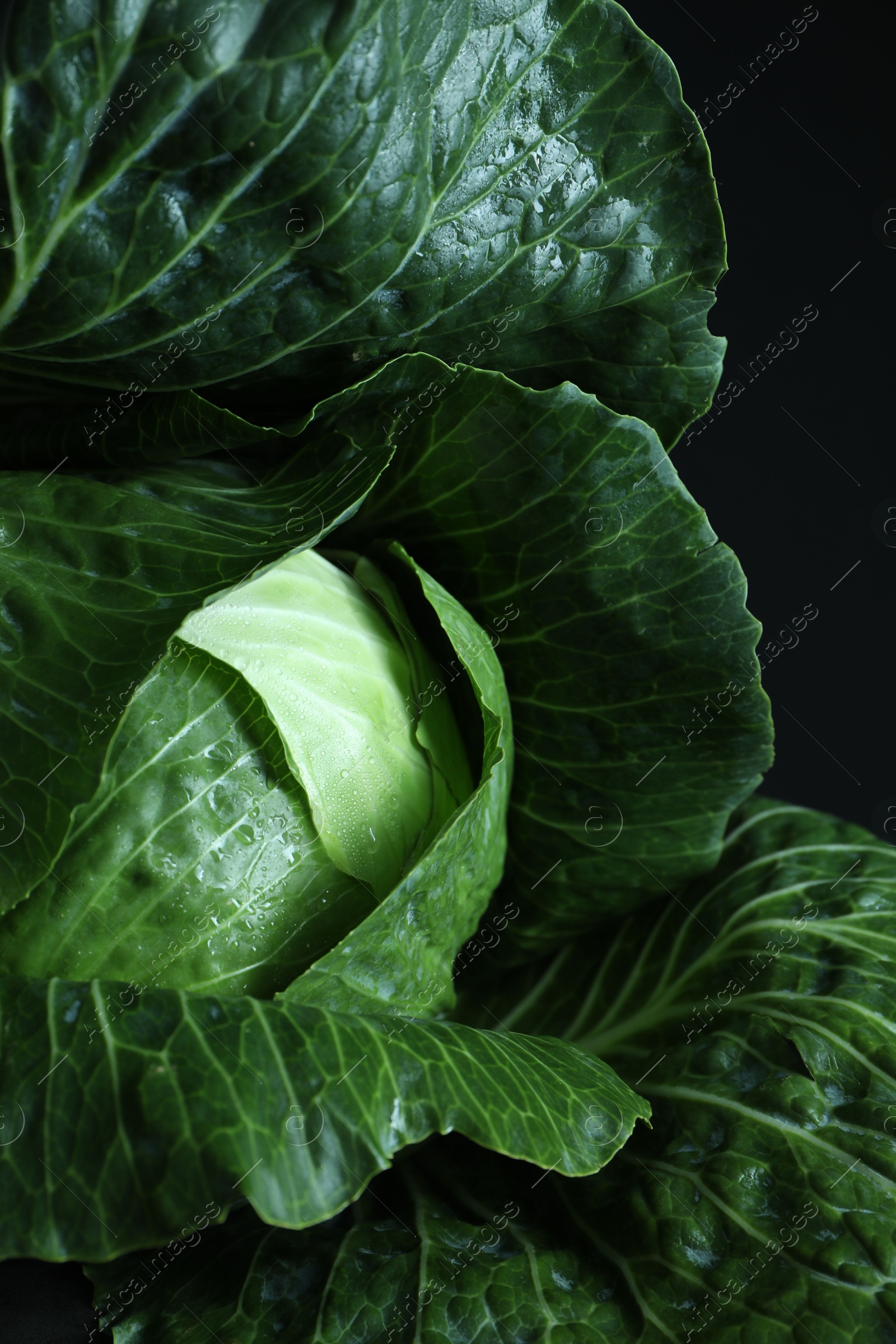 Photo of Whole ripe head of cabbage on dark background, closeup