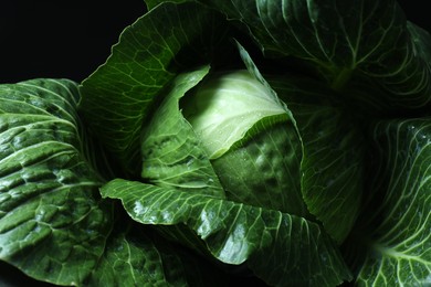 Whole ripe head of cabbage on dark background, closeup