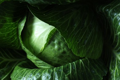 Photo of Whole ripe head of cabbage as background, closeup