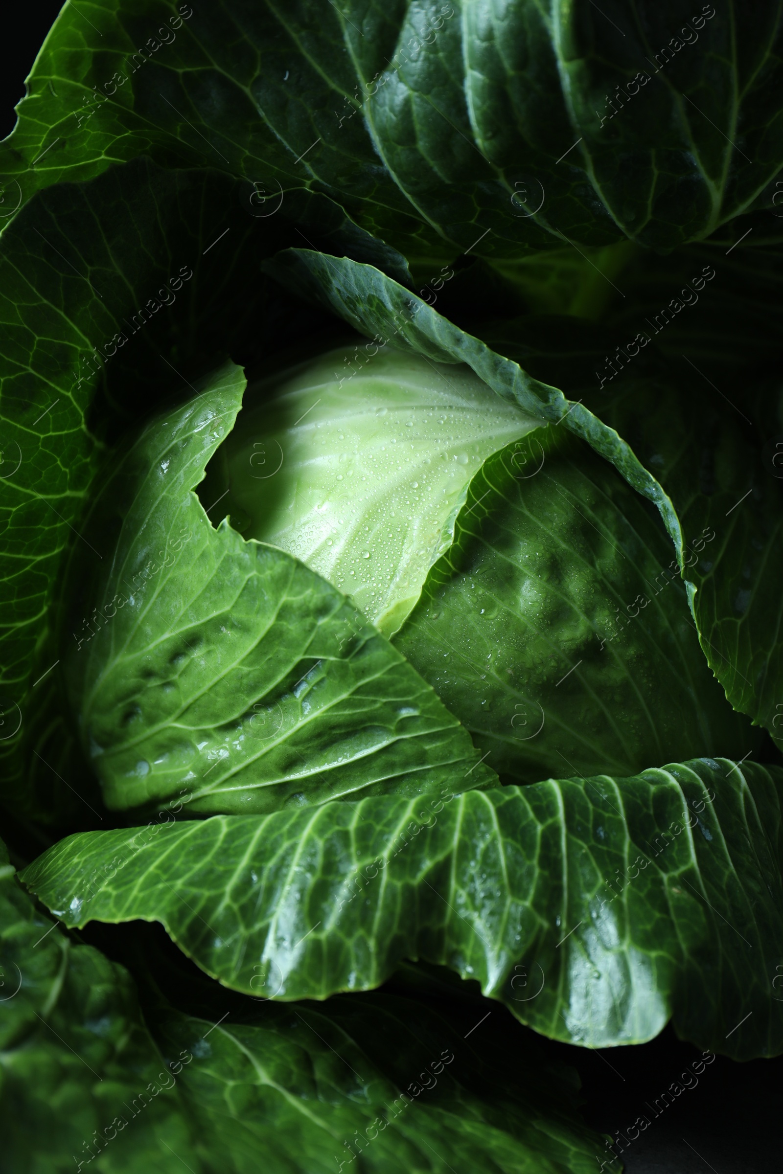 Photo of Whole ripe head of cabbage as background, closeup