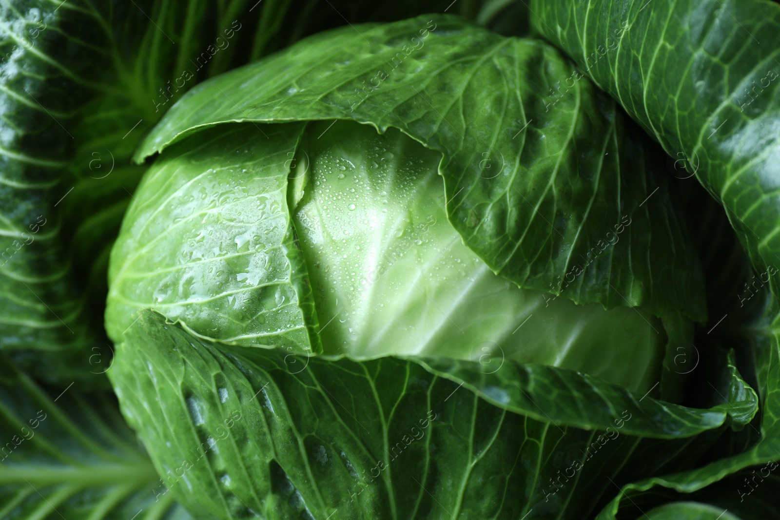 Photo of Whole ripe head of cabbage as background, closeup