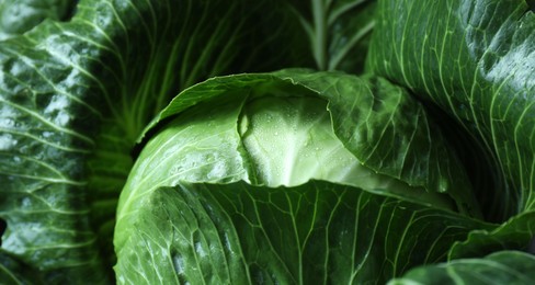 Photo of Whole ripe head of cabbage as background, closeup