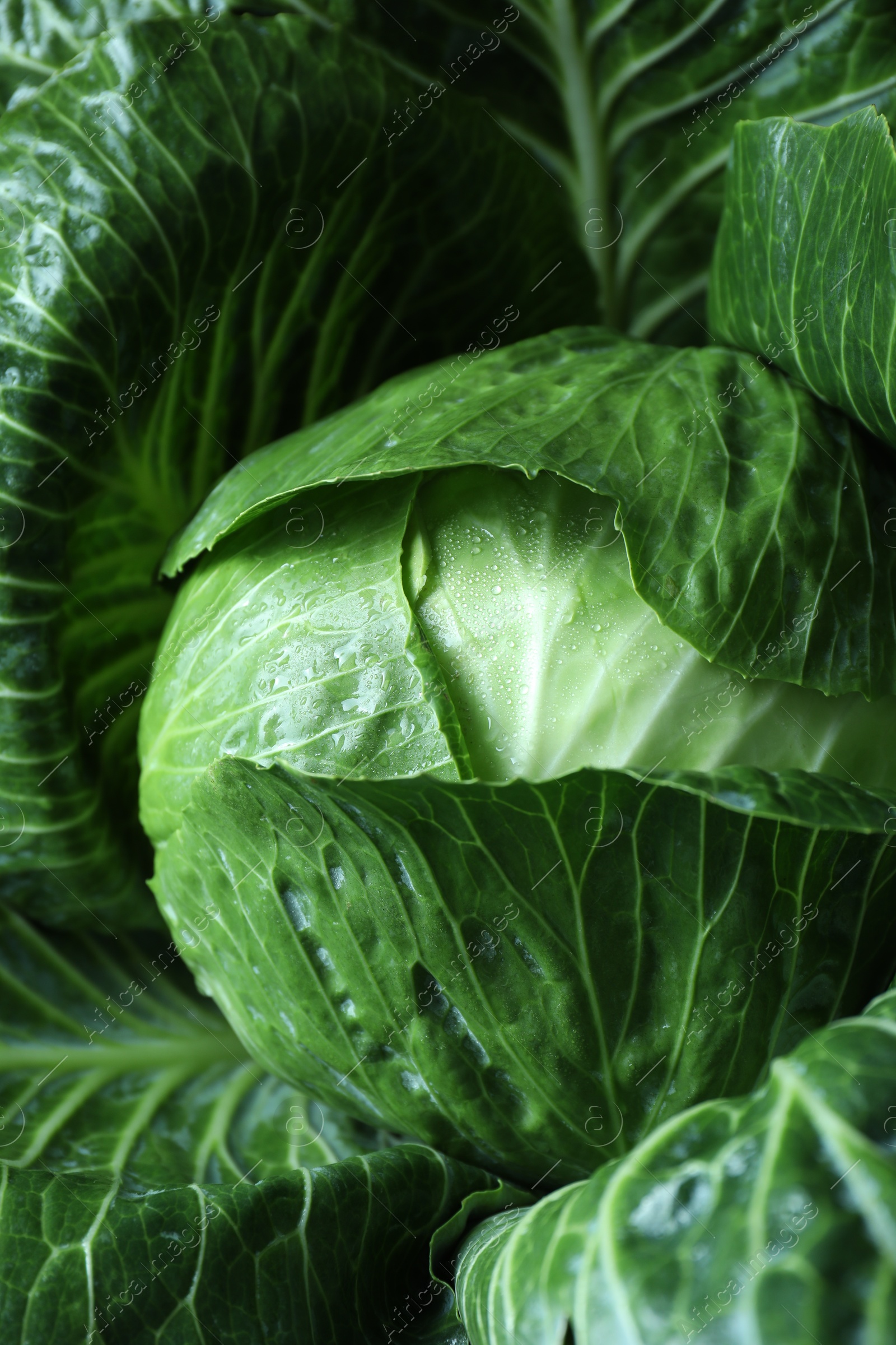 Photo of Whole ripe head of cabbage as background, closeup