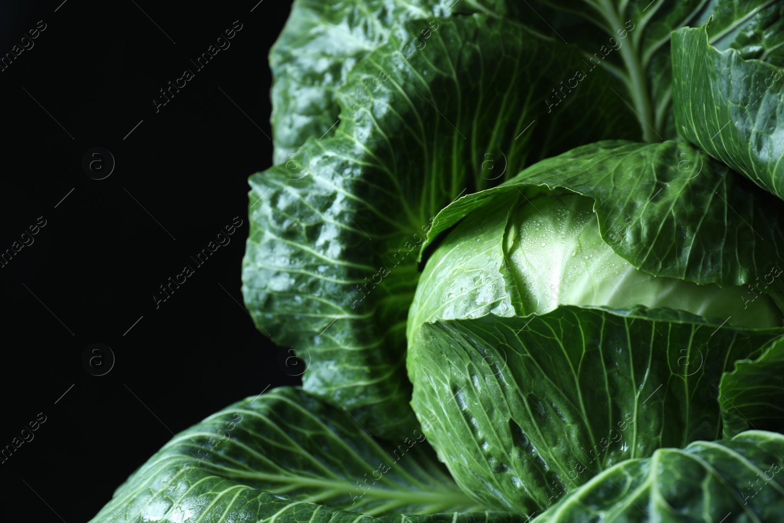 Photo of Whole ripe head of cabbage on dark background, closeup