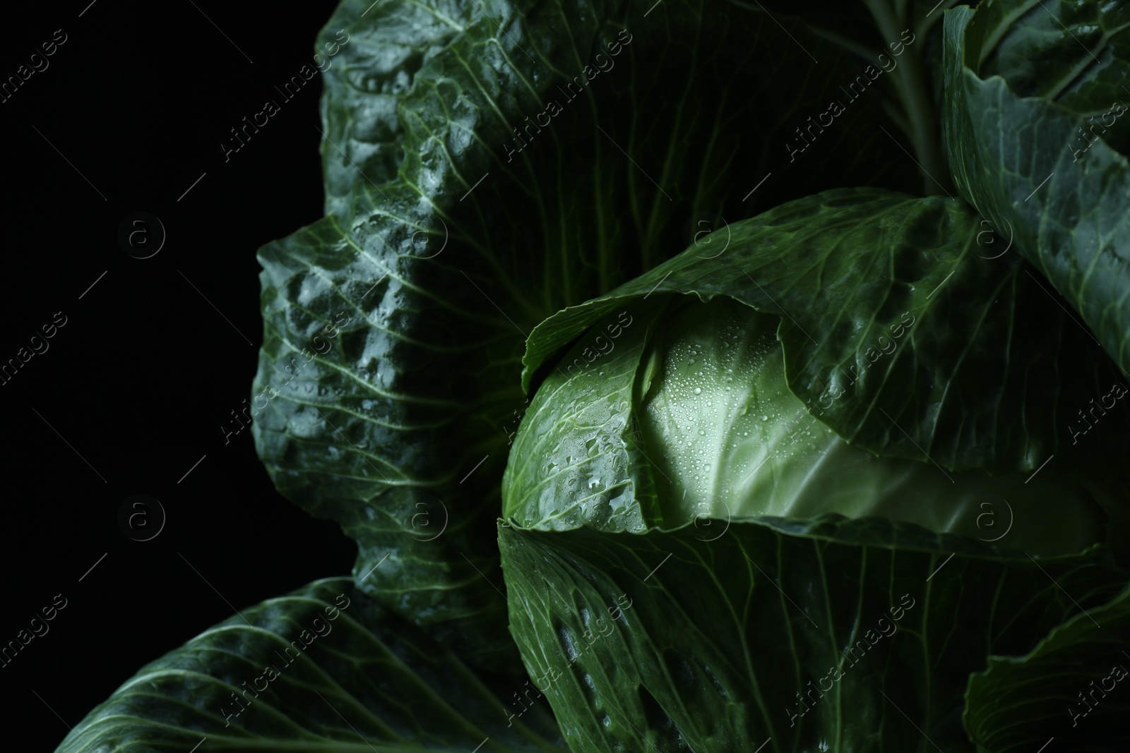 Photo of Whole ripe head of cabbage on dark background, closeup