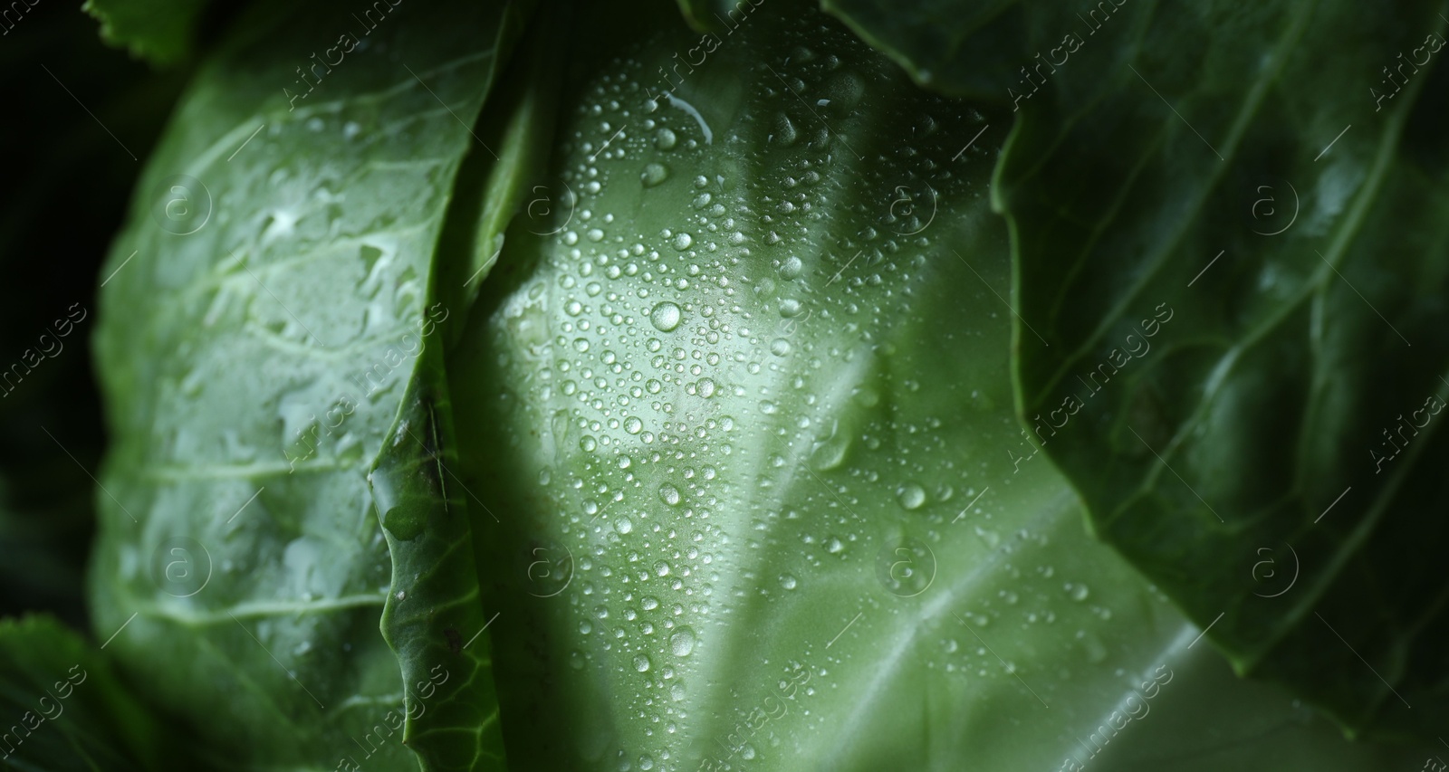 Photo of Whole ripe head of cabbage as background, closeup