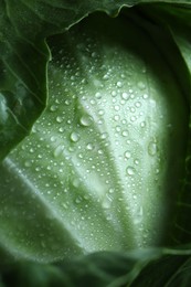 Photo of Whole ripe head of cabbage as background, closeup