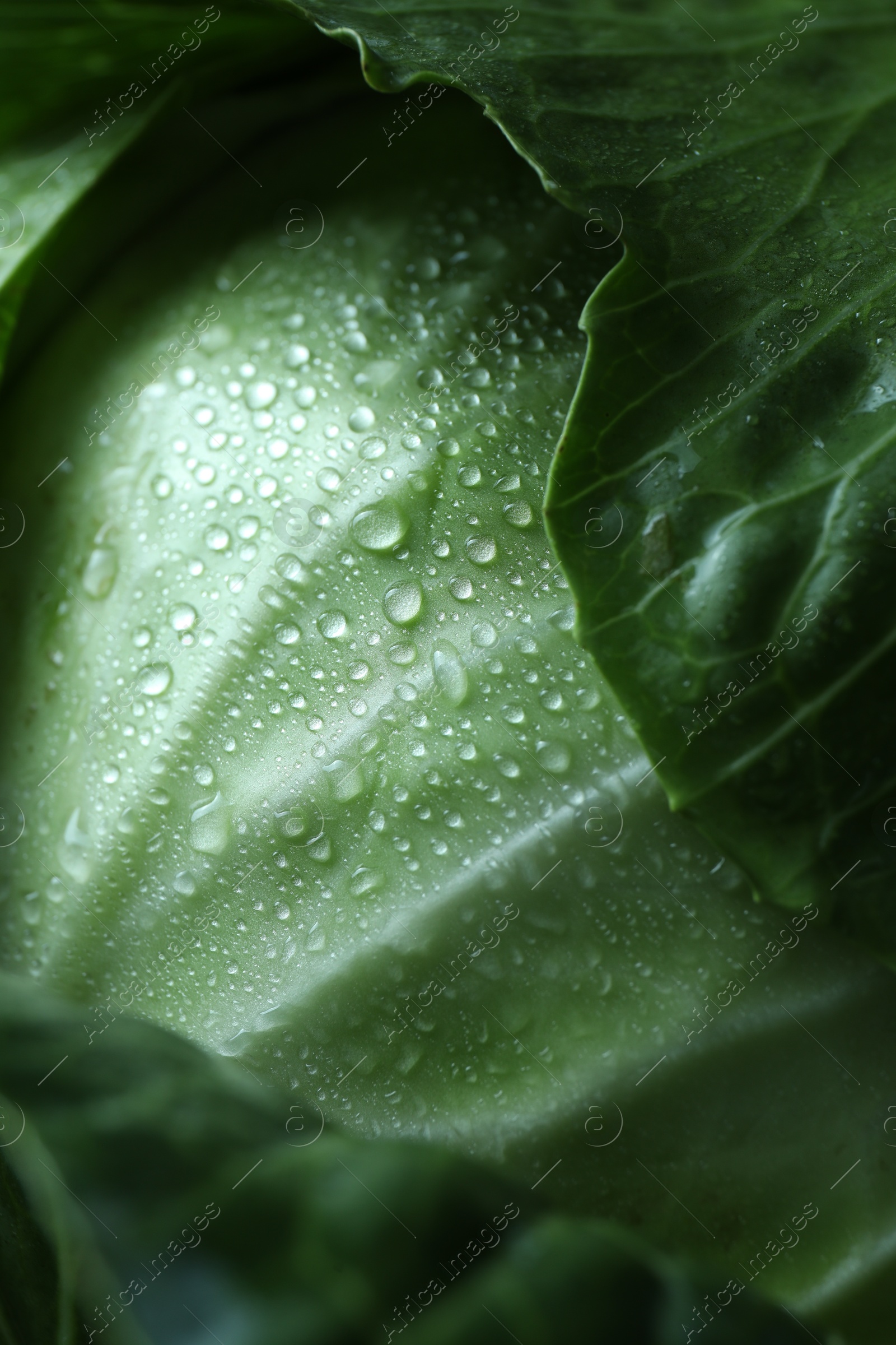 Photo of Whole ripe head of cabbage as background, closeup