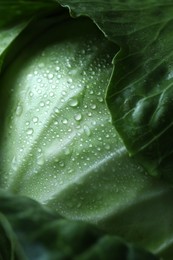 Photo of Whole ripe head of cabbage as background, closeup