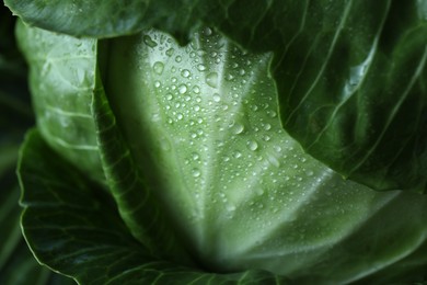 Photo of Whole ripe head of cabbage as background, closeup