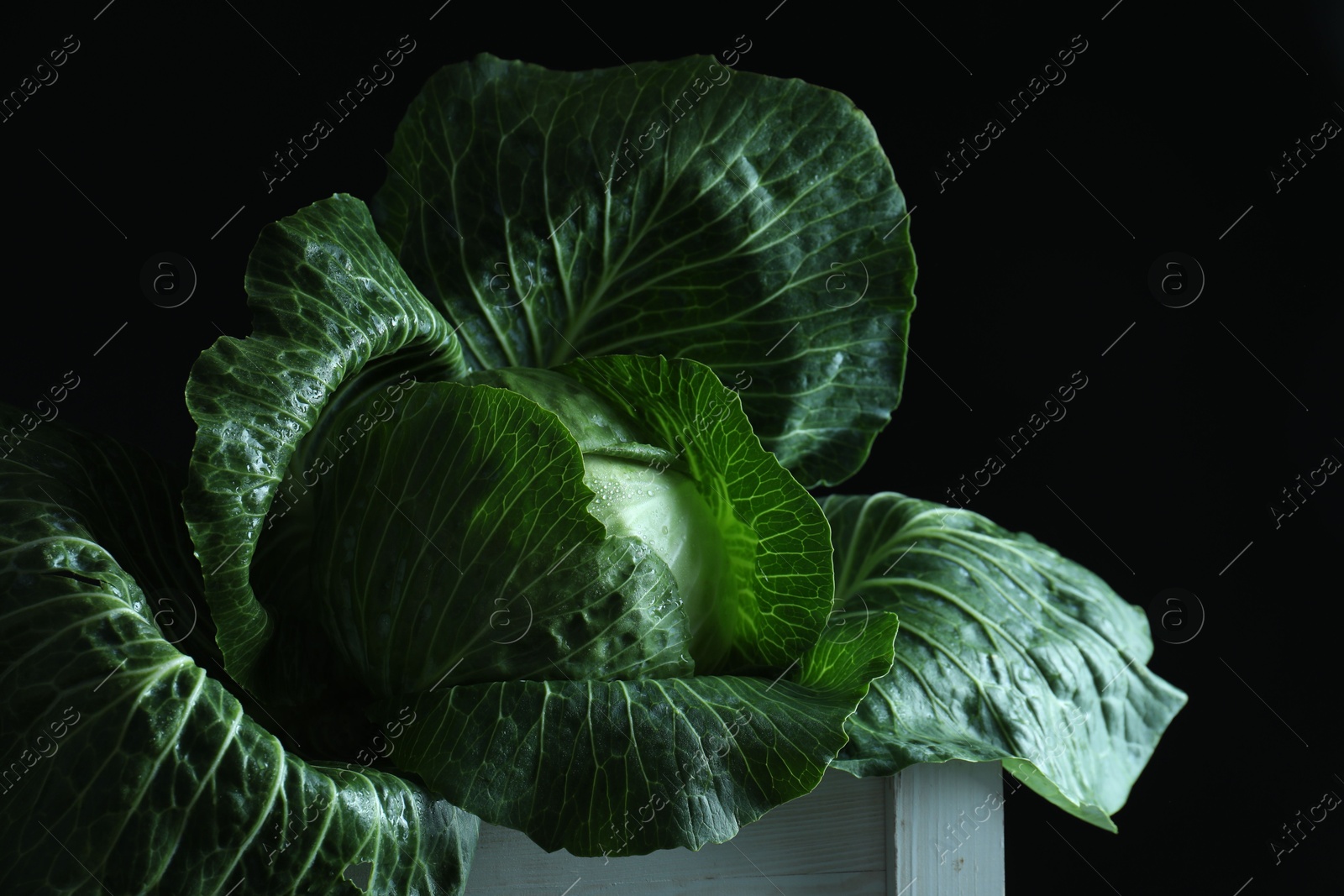 Photo of Whole ripe head of cabbage in crate on dark background