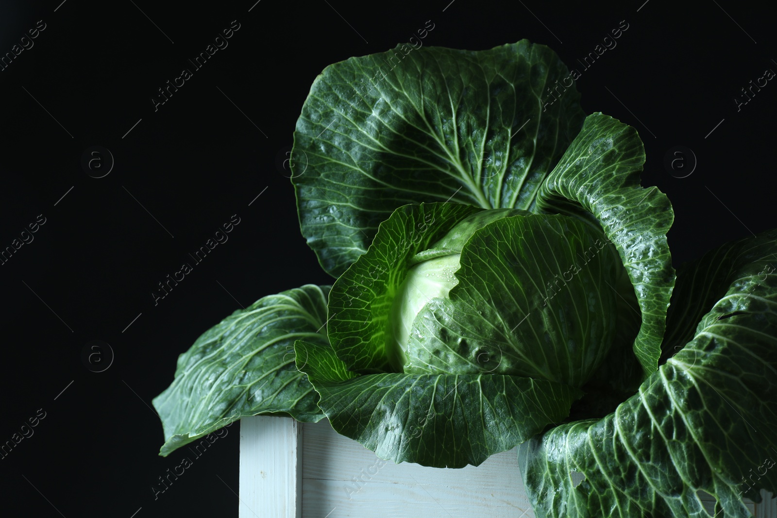 Photo of Whole ripe head of cabbage in crate on dark background