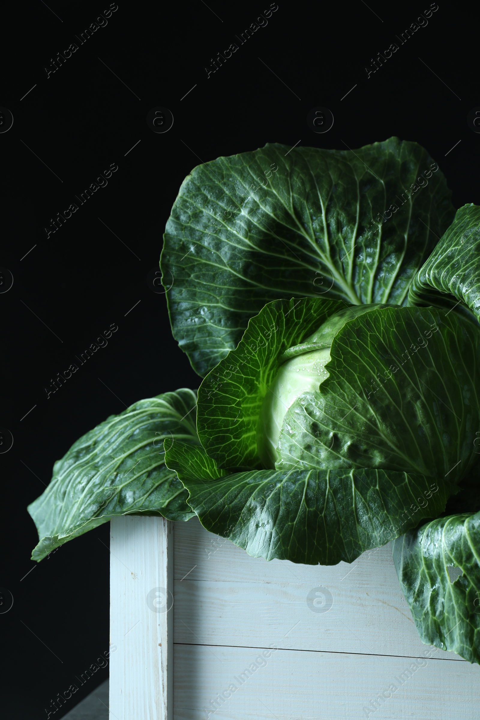 Photo of Whole ripe head of cabbage in crate on dark background